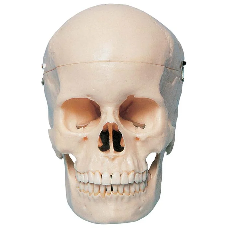 denta-tec-120260710212247692031