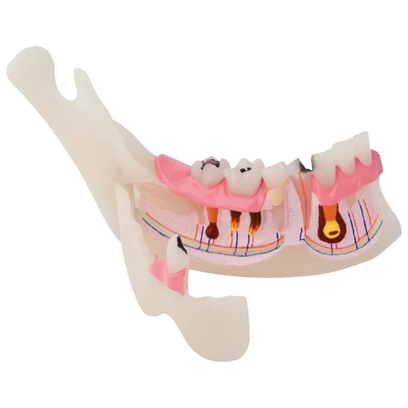 denta-tec-120260710212314692106