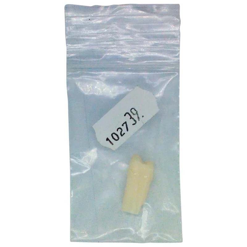 denta-tec-120260710212336692169