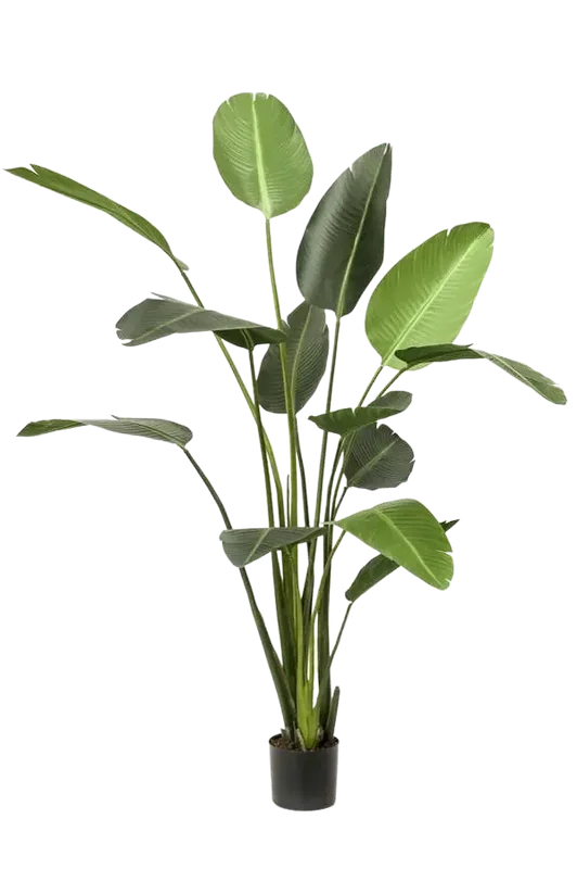 denta-tec-120260711030551746944