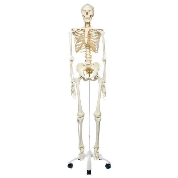 doccheckshop20260710173833646375