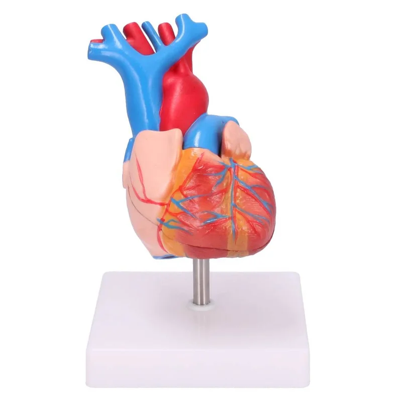 doccheckshop20260710180827652971